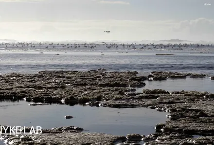 A beach at low tide with gulls on the water. NYKE LAB and the word "coast" sit in white at the bottom left.